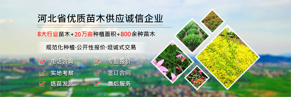 綠森苗圃banner圖