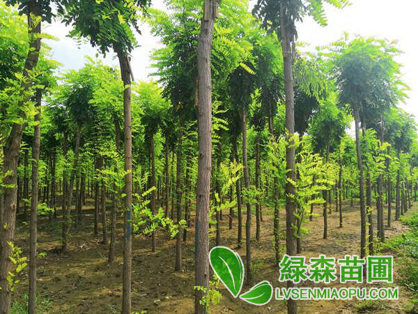 8公分香花槐價格是多少錢