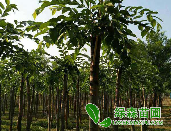 長枝榆