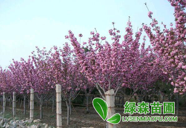 櫻花