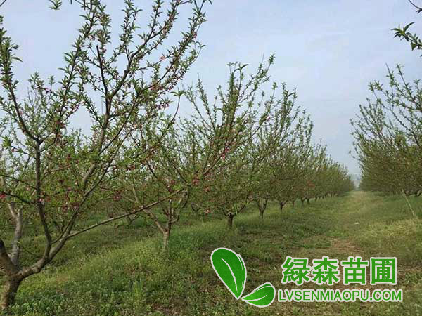 綠葉碧桃