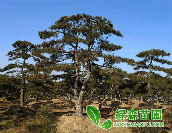 造型油松