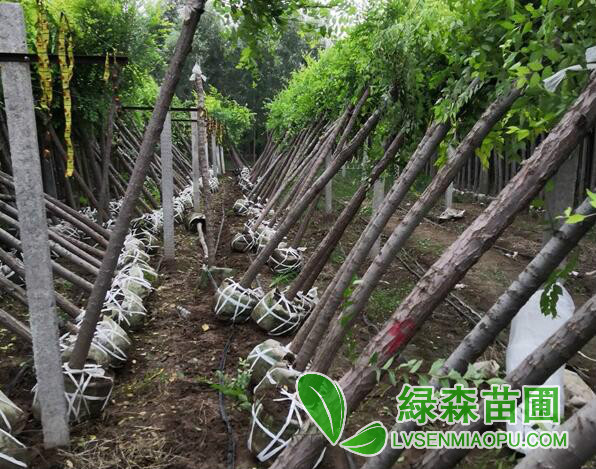 美植袋容器金葉榆