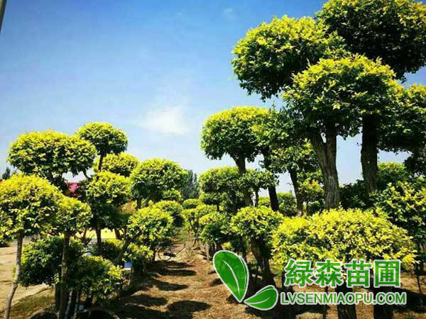 造型金葉榆