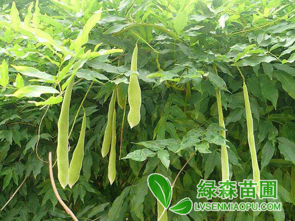 皂莢樹