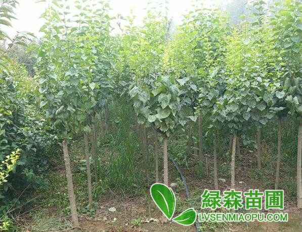 丁香樹