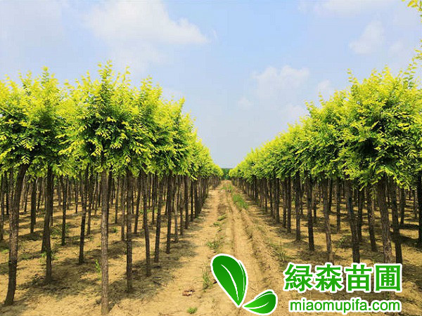 高接金葉榆