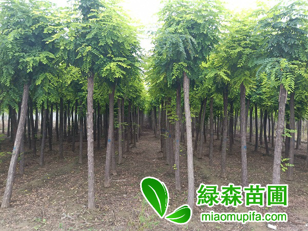 香花槐