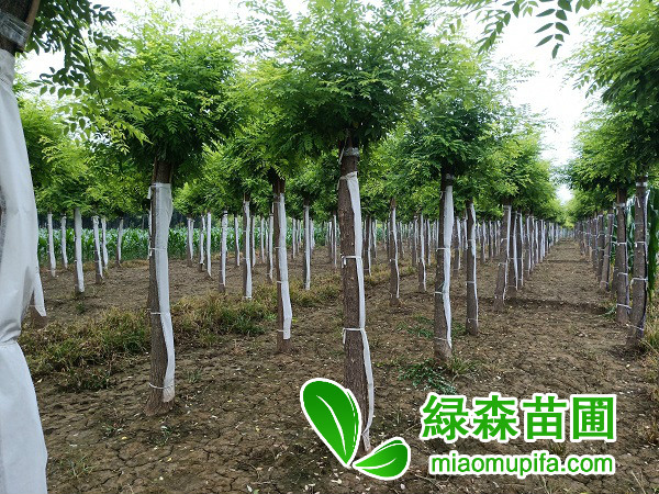 5公分高桿/高接金葉槐價格是多少錢一棵