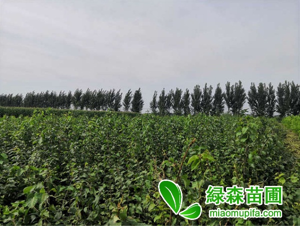 丁香花