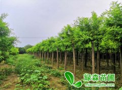 金葉榆小苗價格是多少錢一棵