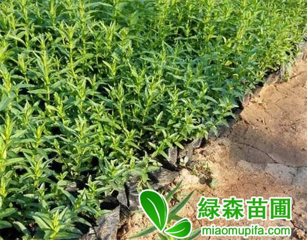 千屈菜