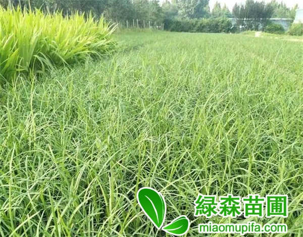 麥冬草