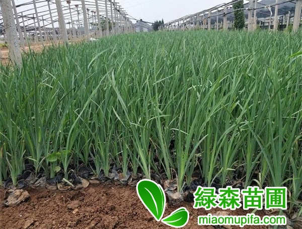 馬蘭花