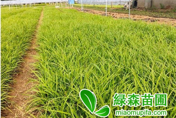 嶗峪苔草