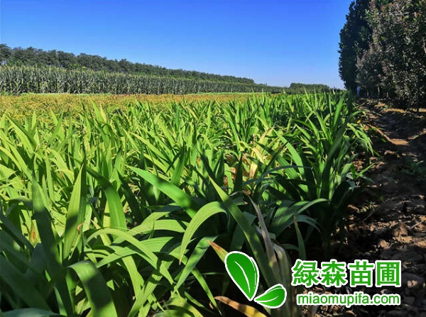 大花萱草