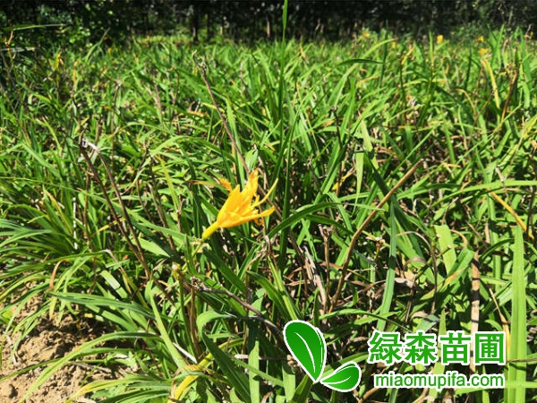 金娃娃萱草
