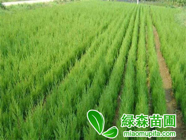 側柏杯苗
