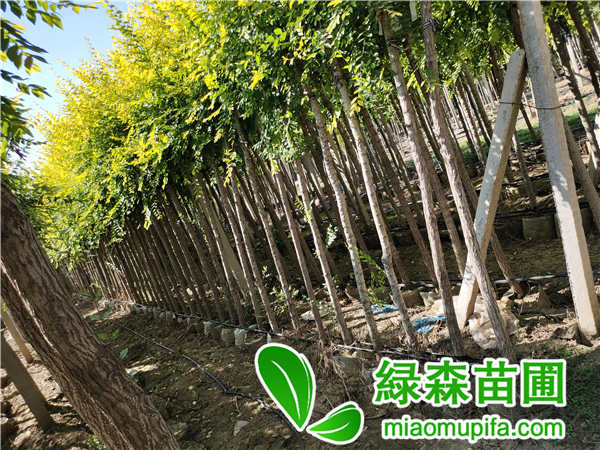 金葉榆容器苗