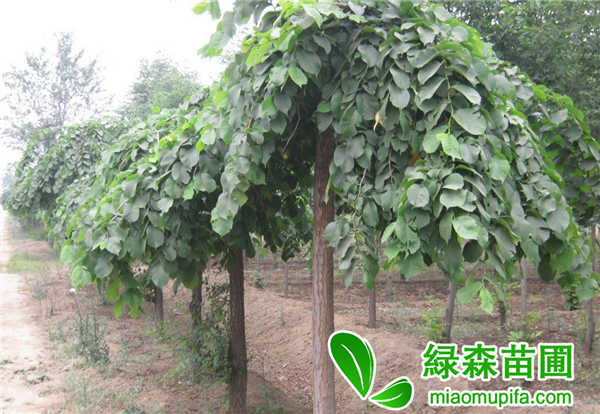 大葉垂榆