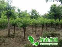 3公分矮接金枝槐多少錢