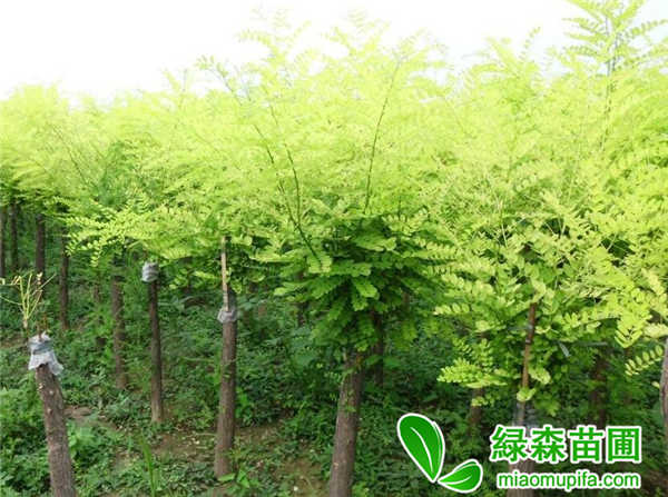 矮接金葉槐